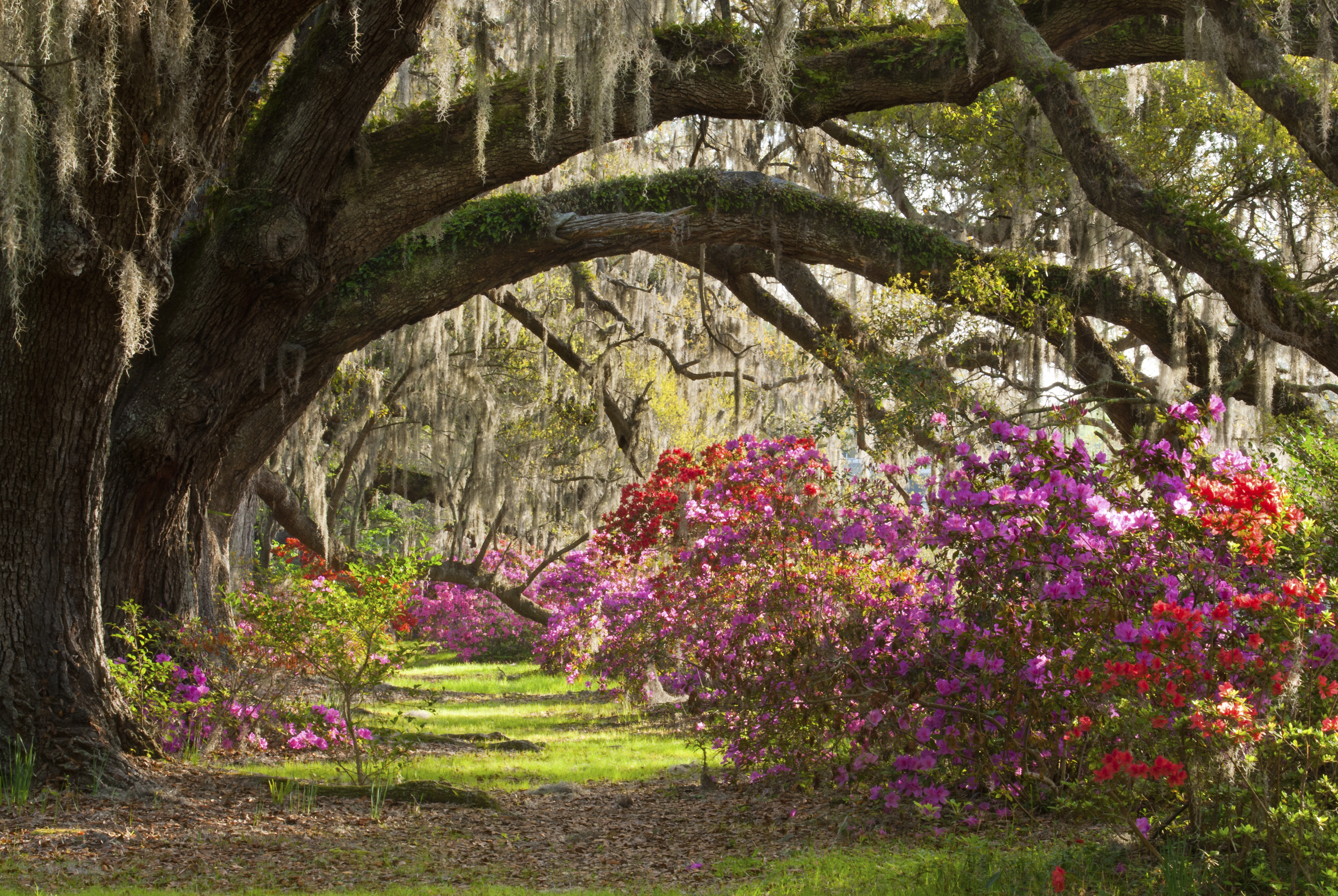 Charleston Azaleas