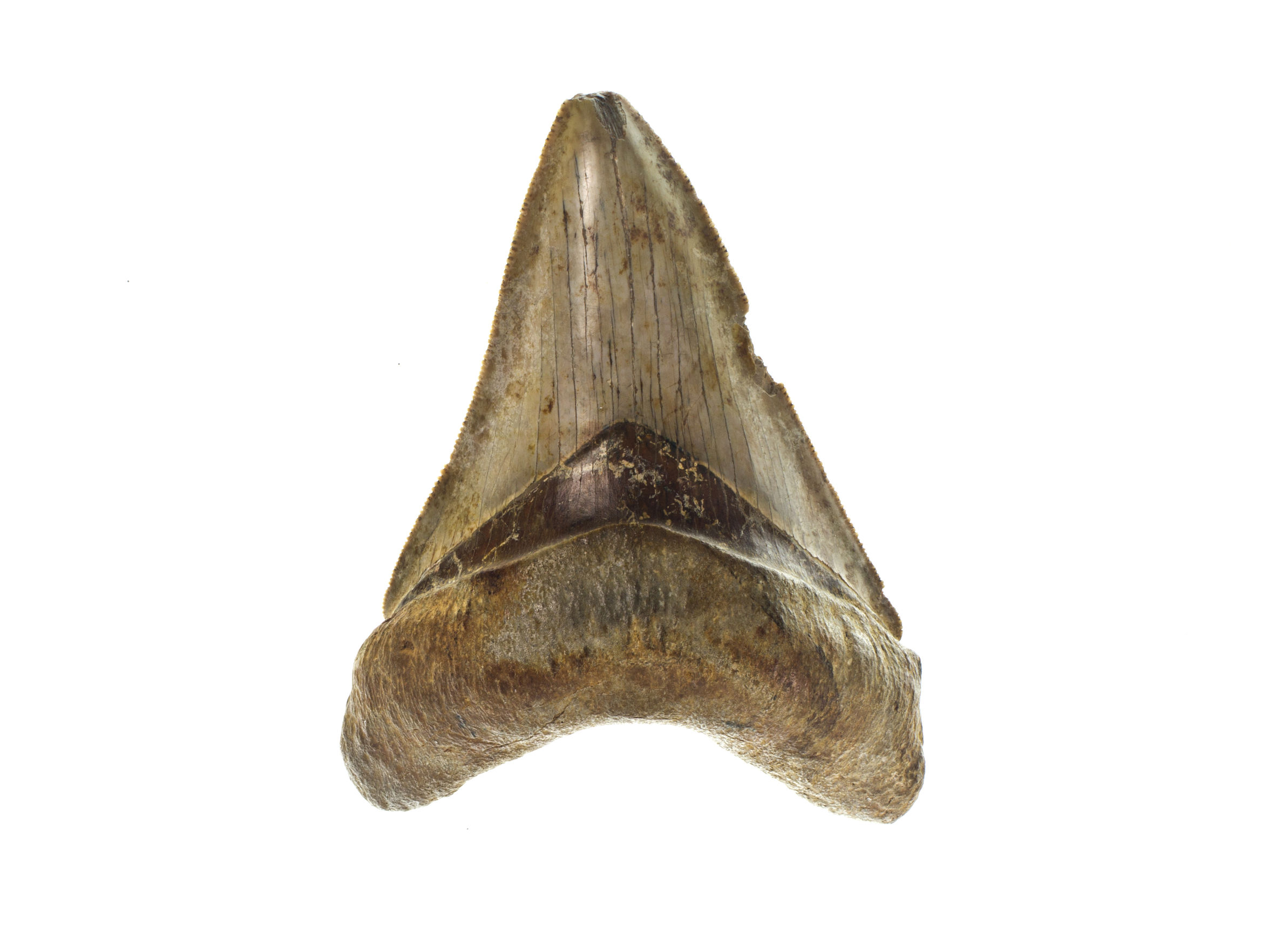 Prehistoric Shark Tooth