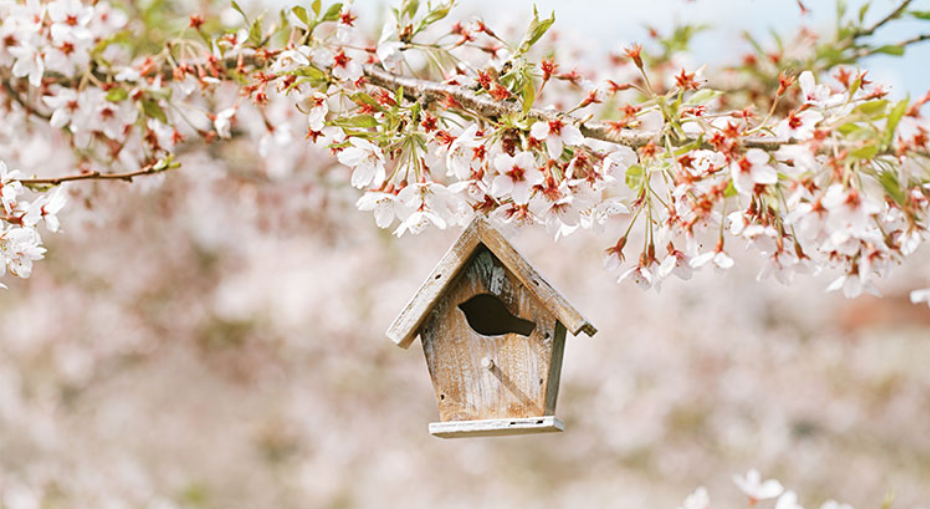 Cuckoo Home