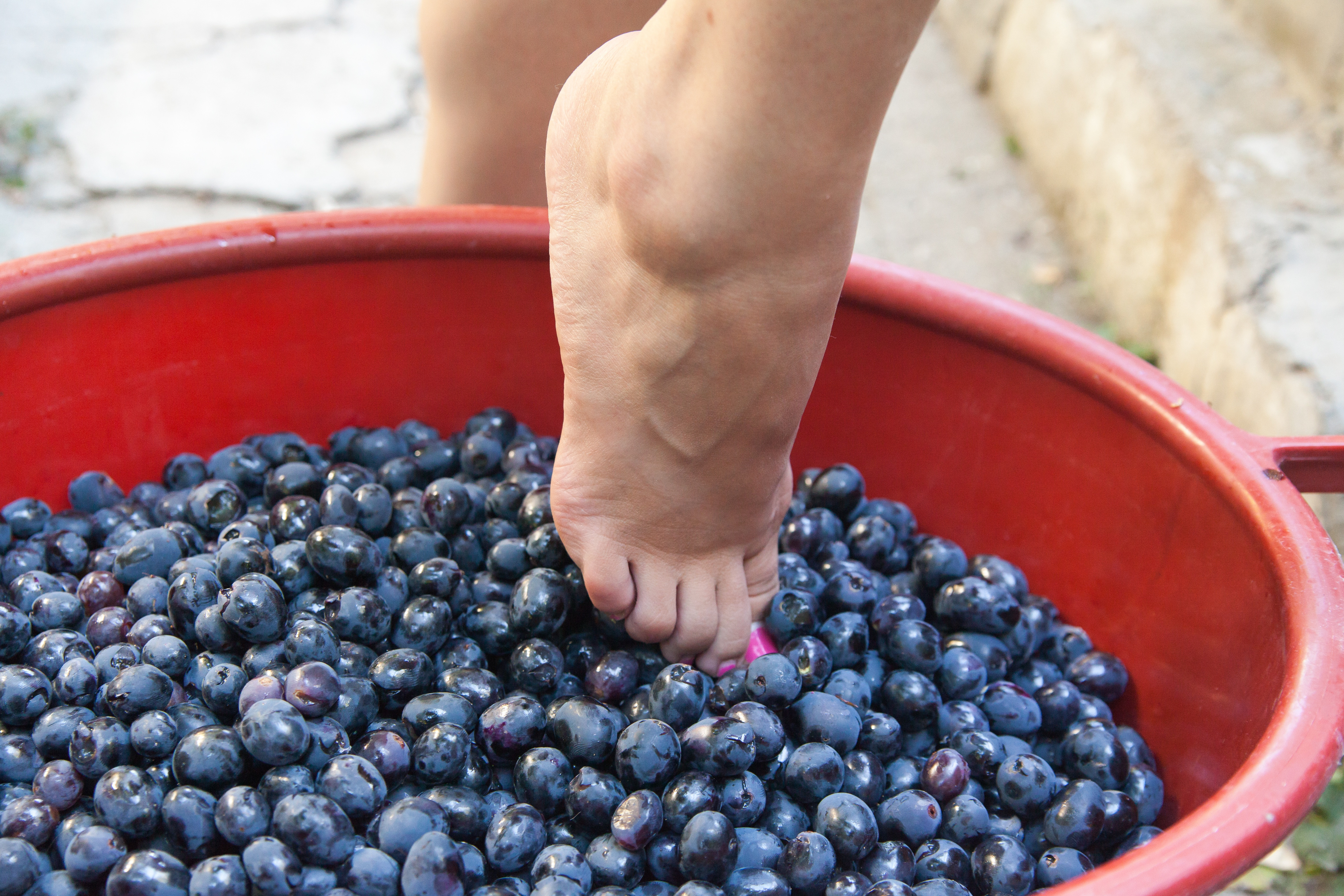 Grape Stomp