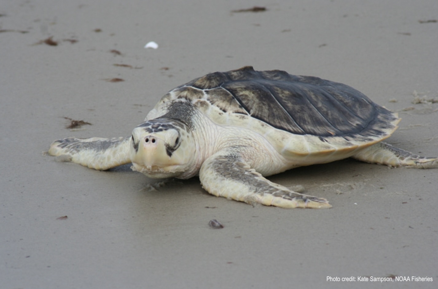Kates Ridley Sea Turtle