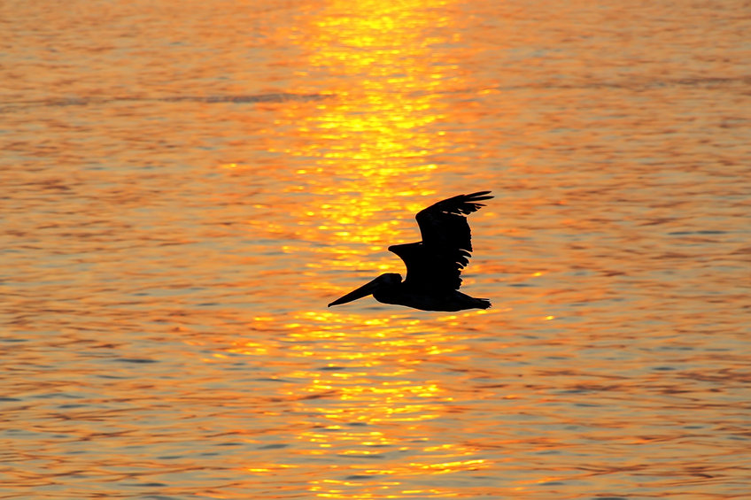Pelican at Sunset