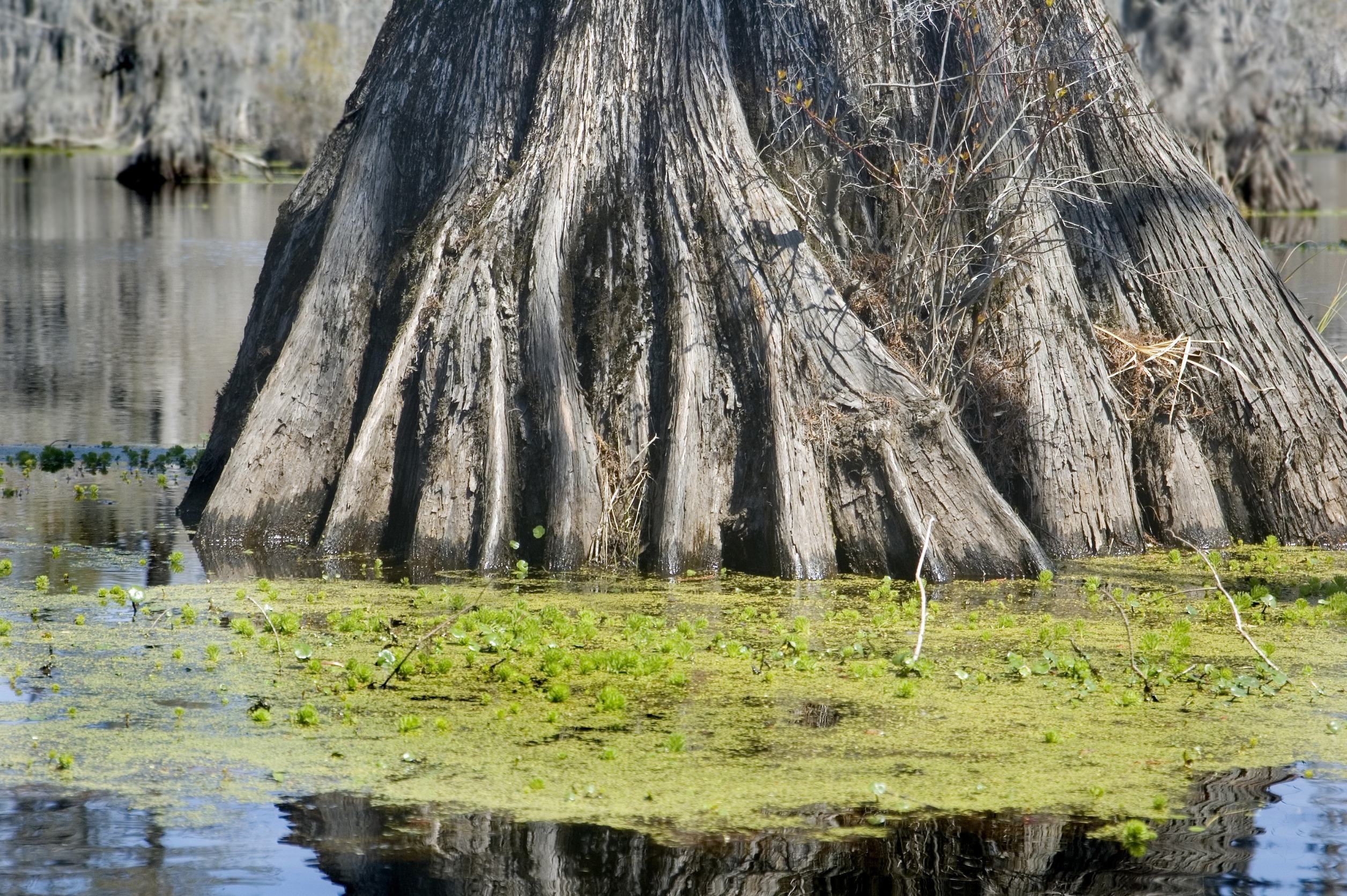 Wetlands Cypress