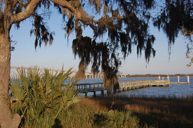 Charleston SC Spanish Moss